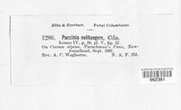 Puccinia noli-tangere image